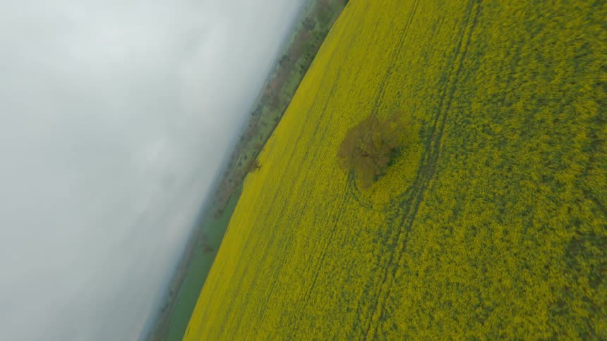 The camera flies and swoops above a single tree in a farm field