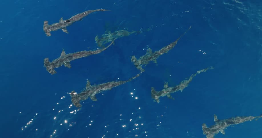 Hammerhead sharks swimming in deep blue ocean water