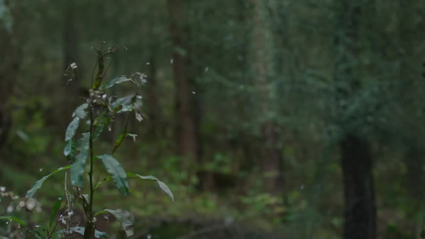 A man rides his bike right through the bush