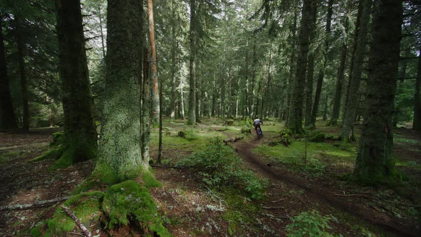 A trail going through a forest as a person on a bike rides the trail