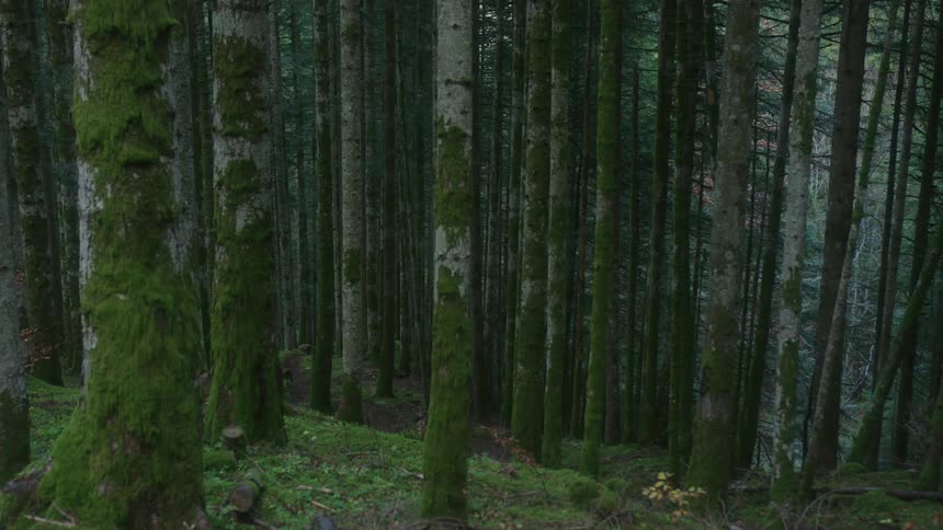 A man rides his bicycle through tall trees in the woods