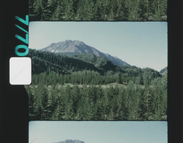 Forests filled with tall pine trees with a rocky mountain in the distance