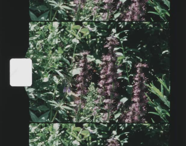 Lavender plants are in the garden