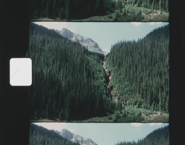 Old film footage of trees in a forest