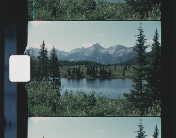 Film footage of a forest during the spring time