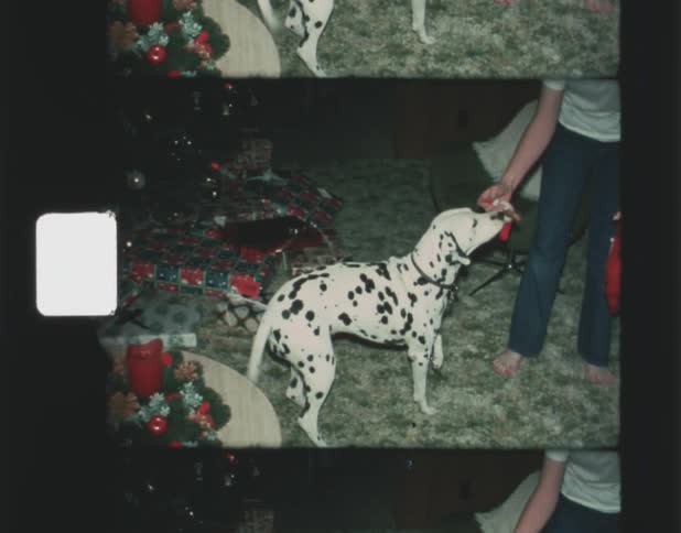 A young male holds out a dog treat in a small christmas stocking to an excited dog