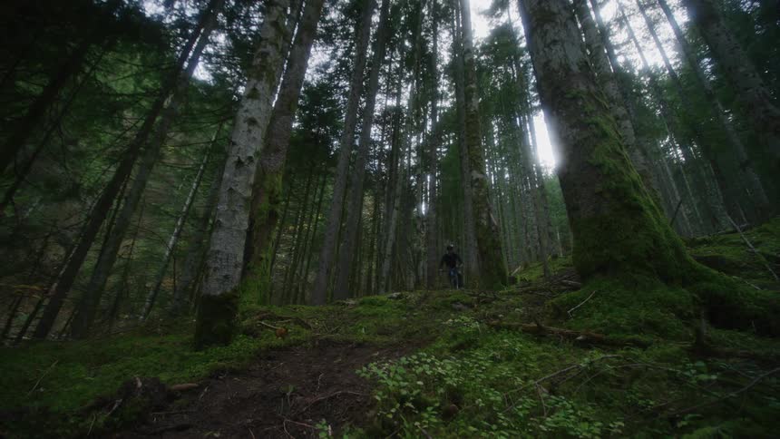 Biker rides mountain bicycle in the green woods