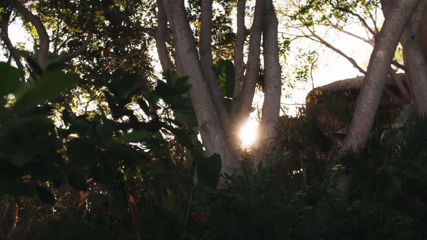 The sun is rising on the forest