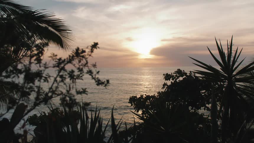 Landscape of trees palm trees being silhouetted against the sunset on the coast