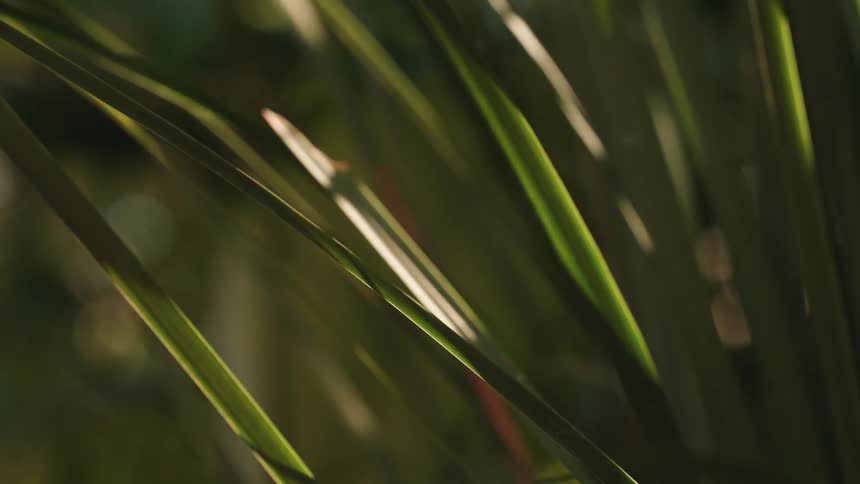 The wind blows the blades of grass