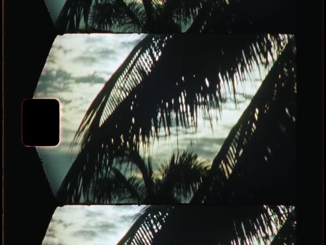 The leaves on palm trees move in the breeze under a cloudy sky