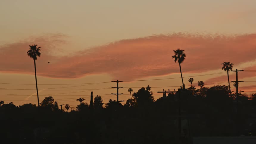 Silhouettes of trees stand in an orange sunset sky as palm trees stand tall over utility wires and birds fly across the sky