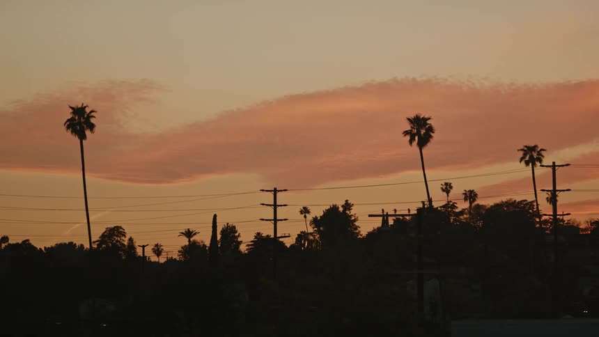 Birds fly over power lines and trees