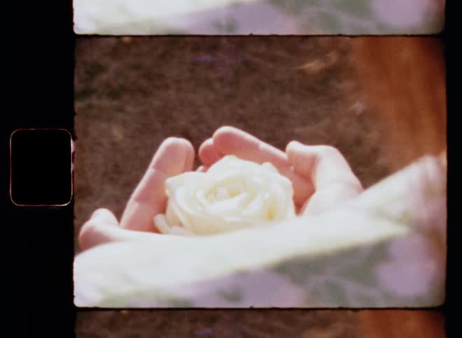 The sun shines on the closed hands of a young Caucasian girl with brown hair opening her palms revealing a shiny white rose falling in love during a romantic date on Valentine’s Day