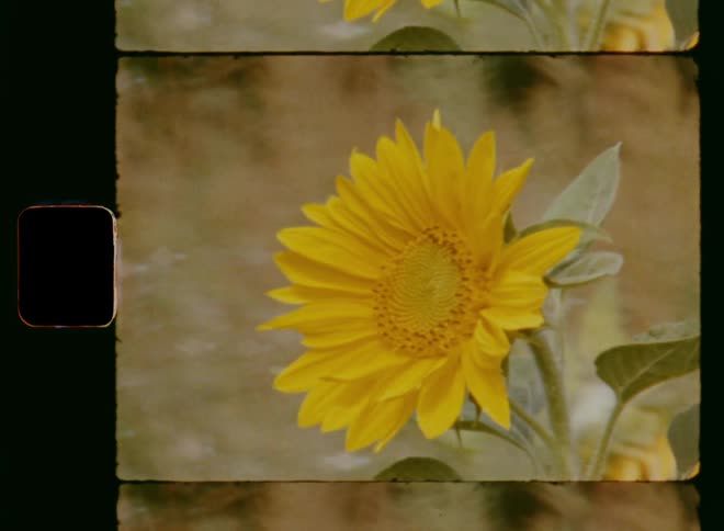 Super 8mm film of a colorful butterfly sitting on a yellow sunflower pollinating and enjoying the nectar and sun shine before it flies away into the warm summer evening