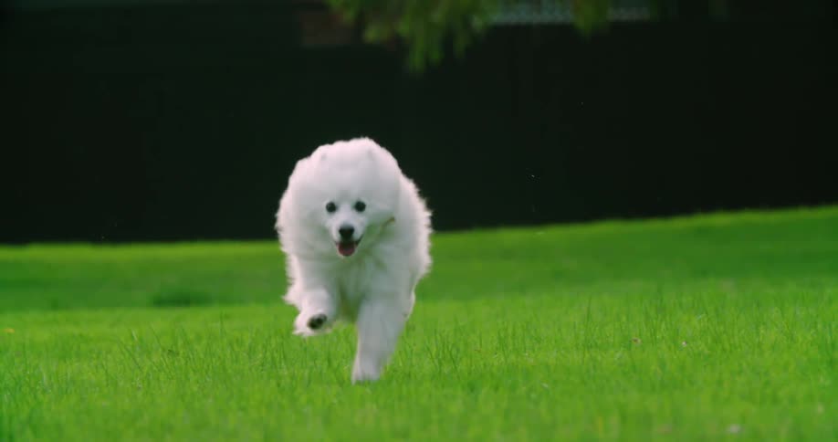 A fluffy white dog sprints at full speed over a grassy field