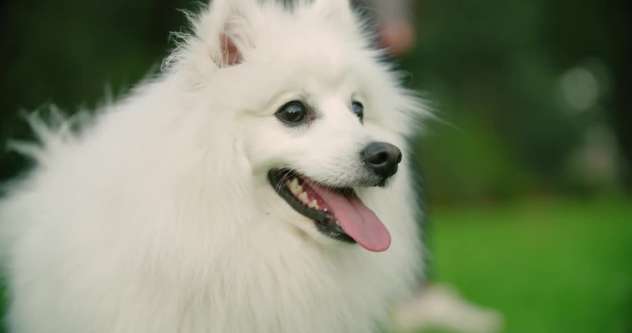 A dog wags its tongue while on its leash