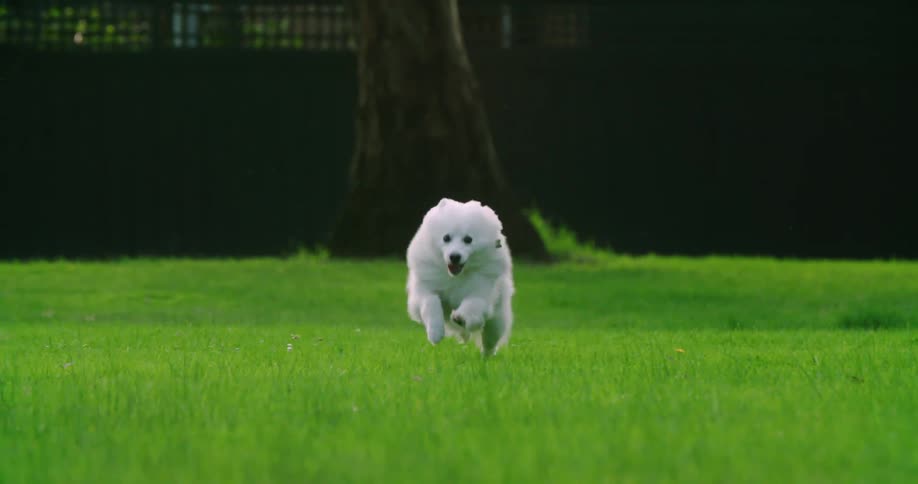 A fluffy white american eskimo dog running on bright green grass