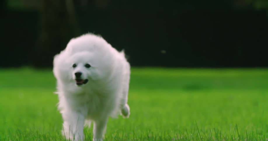 A dog runs through its backyard