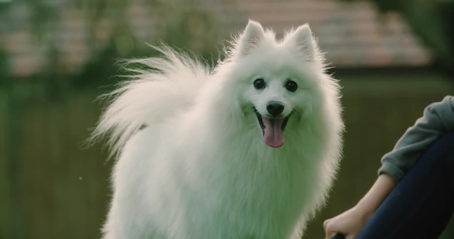 A fluffy white eskimo dog smiling and panting next to her owner