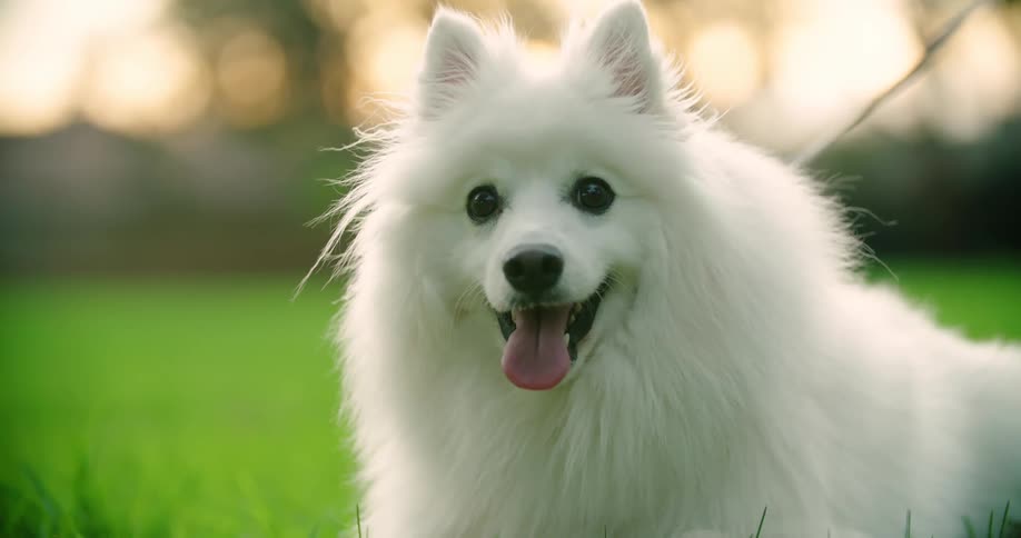 An adorable white and fluffy dog looking in a forward direction with its tongue out
