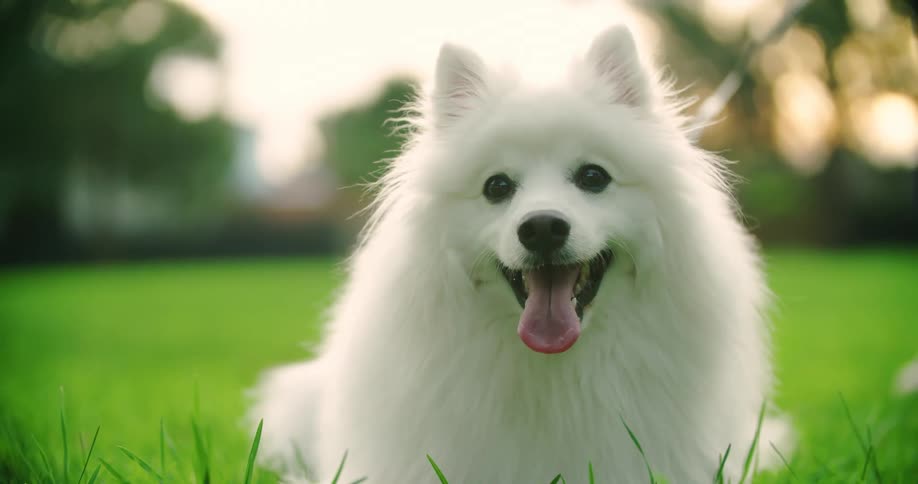 A dog wags its tongue while sitting on grass in its backyard