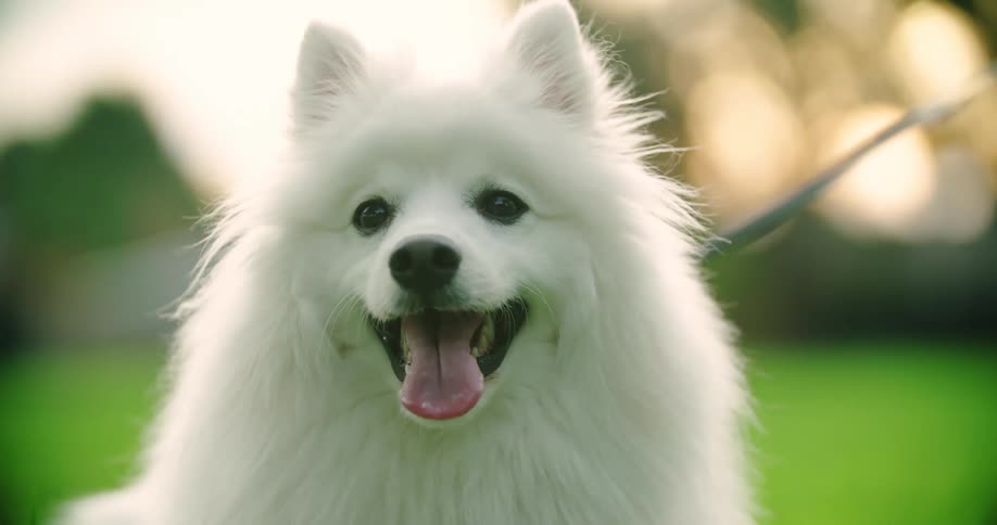 A fluffy white american eskimo dog smiling and panting in a green grass yard
