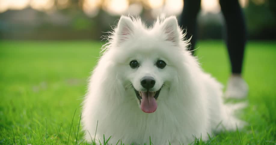 A little white dog laying in the grass in front of a person standing behind it