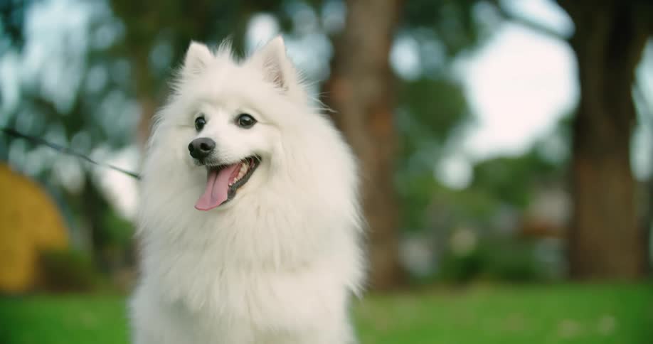 Japanese spitz dog on green lawn