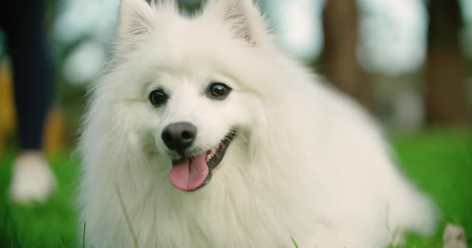A cute long haired white japanese spitz dog looks happy sitting out in the yard