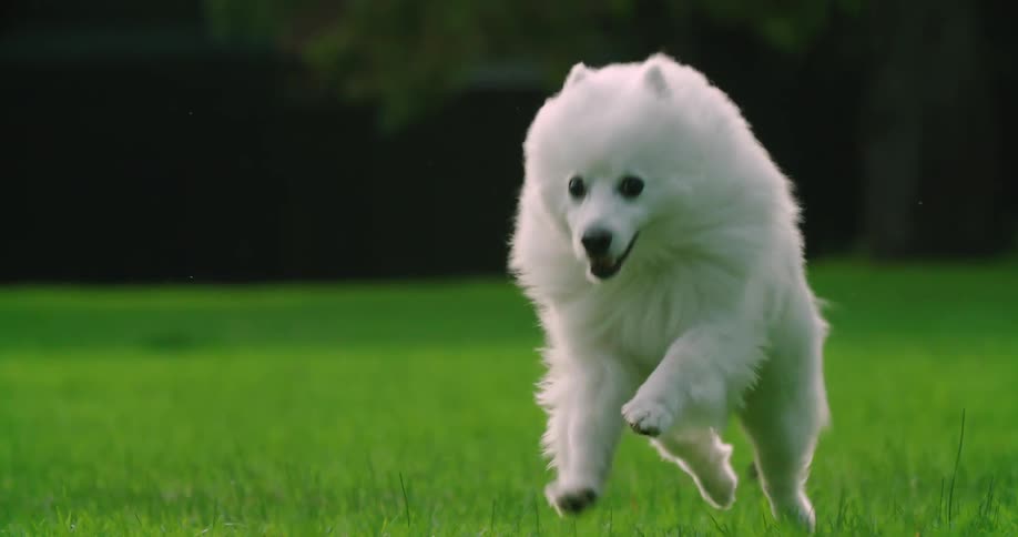 Japanese spitz dog runs on green lawn