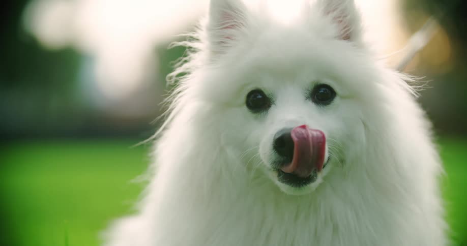 A fluffy white dog winks at the camera and then licks its nose