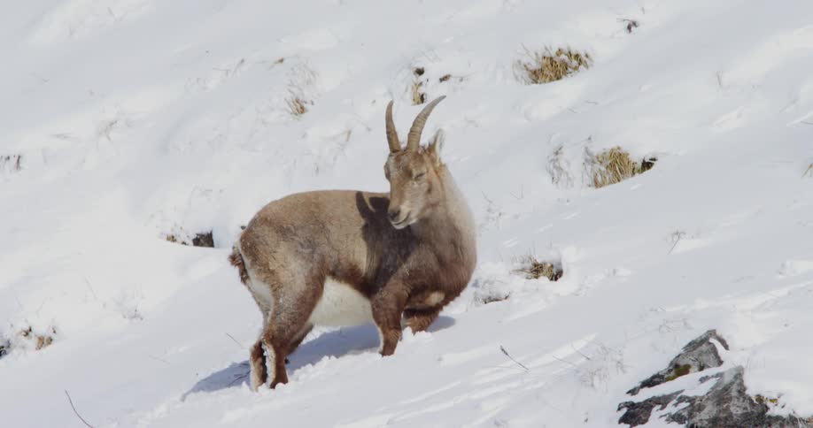A mountain goat on a snowy hillside turns his head and looks at the camera