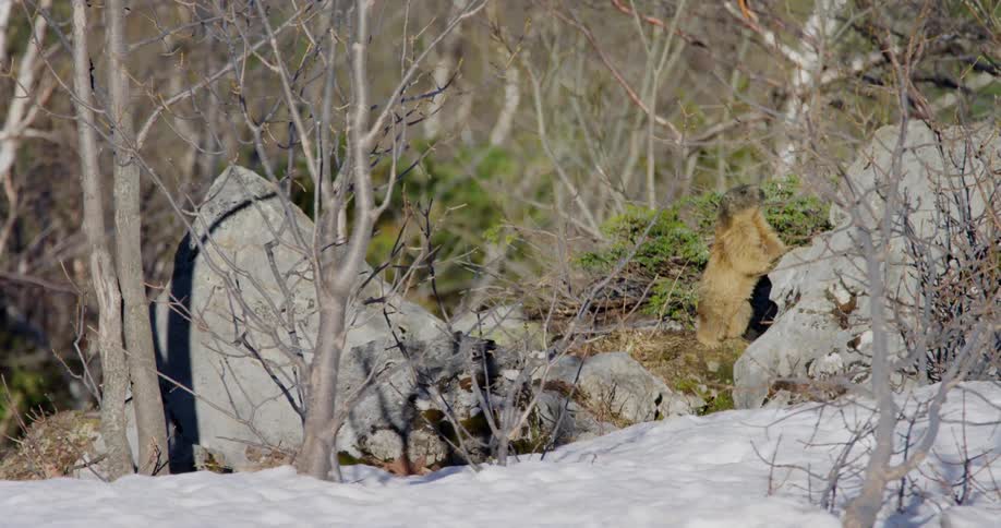 Groundhog woodchuck in the snowy field
