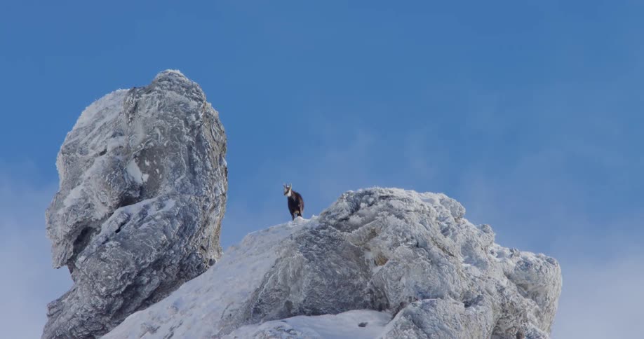 A goat stands on top of a snow covered mountain