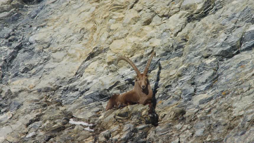 An ibex is perched on the side of a cliff lying down