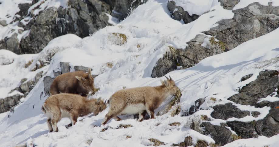 Mountain goats graze in the snow