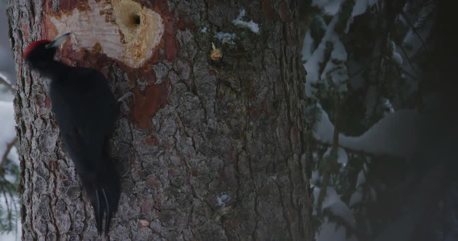 Woodpecker pecks at tree frosted in snow near hole in winter