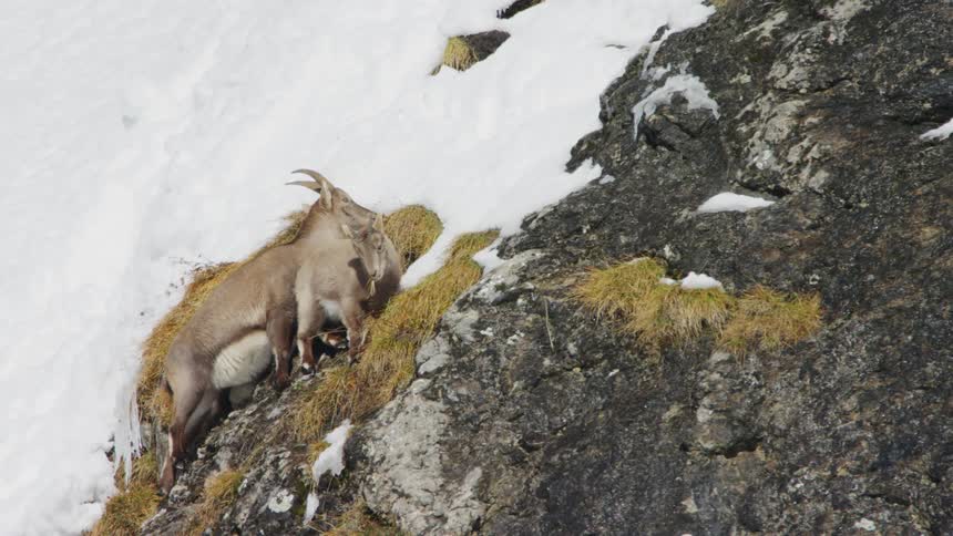 Alpine ibex goats on snowy mountain slope