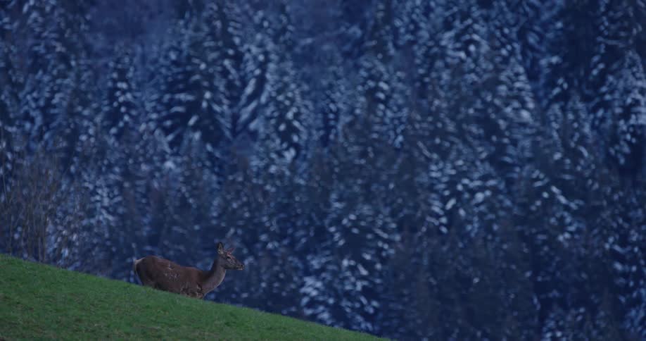 Deer grazes on green lawn on mountain slope