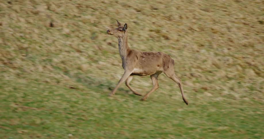 A deer is looking around as it runs across a field