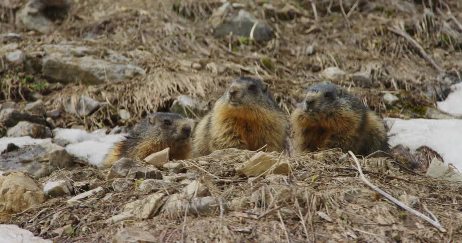 Three groundhogs standing together looking over a dirt mound