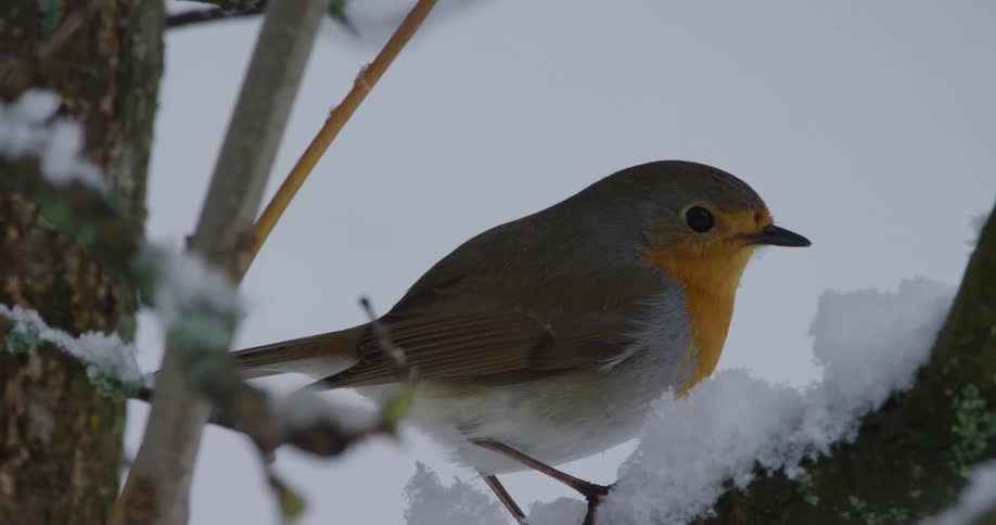 Small european robin bird sitting on snowcovered branch with snow in the background dipping beak in snow