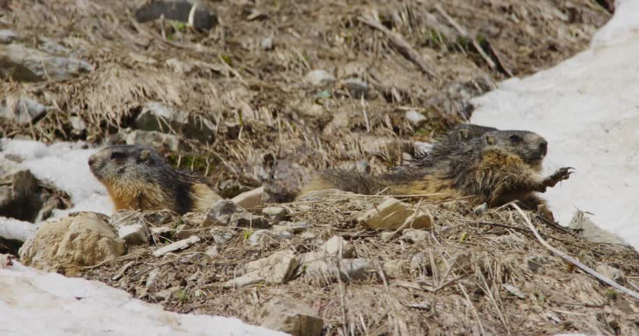 Alpine marmots in the field