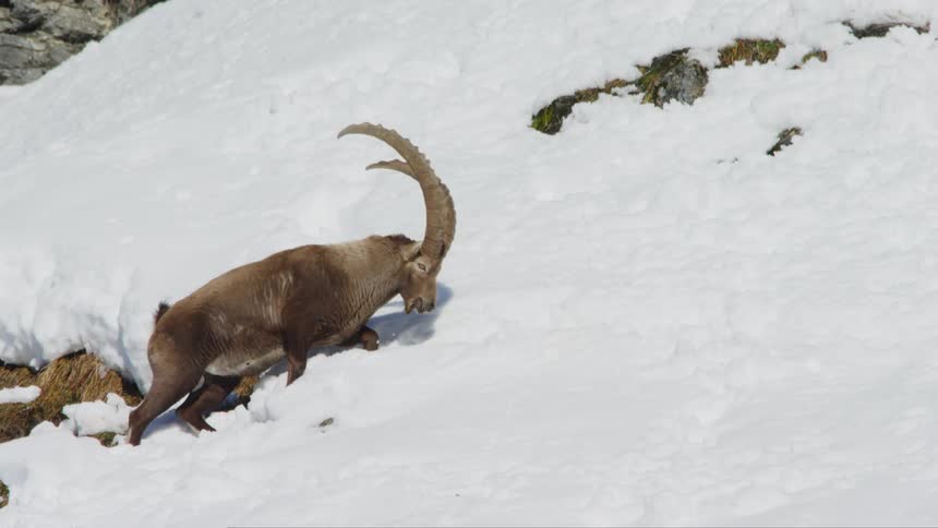 An antelope climbs up the side of a snowy mountain