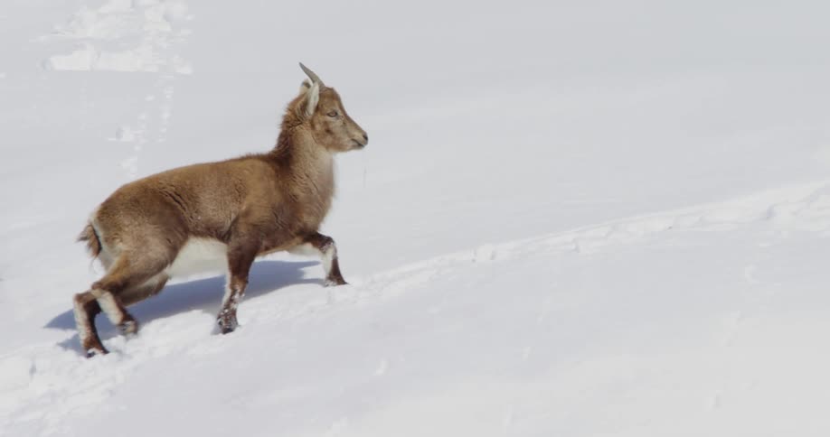 A mountain goat walks slowly up a hill that is covered in thick snow
