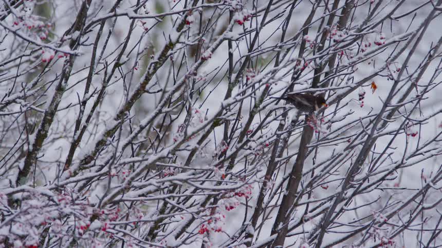 Bird sits on branch on snow covered trees and eats berries