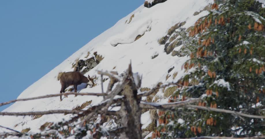 A deer stands on the side of a mountain as it forages for food in the snow
