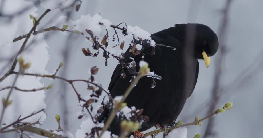 A black bird on a snow covered branch looks around