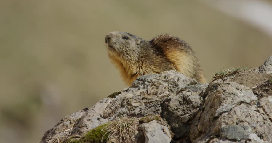 The sun shines upon a marmot looking around